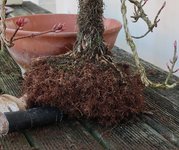 hydrangea petiolaris cordifolia 2024 02 15 (5).JPG