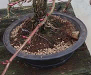 hydrangea petiolaris cordifolia 2024 02 15 (6).JPG