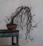 hydrangea petiolaris cordifolia 2024 02 15 (3).JPG