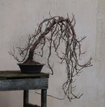 hydrangea petiolaris cordifolia 2024 02 15 (7).JPG