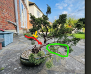 juniper 7.png juniper 7.png