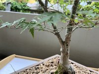 IMG_1093.jpeg