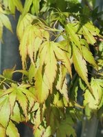 IMG_20240506_092931.jpg