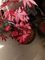 IMG_20240506_092625.jpg