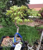 IMG_2500.jpeg