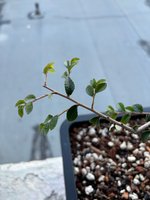 CHinElm_Drop3_IMG_0718.jpg