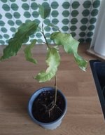 IMG_7556.jpeg