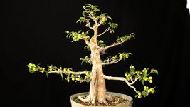 Shotcut_00_09_12_262.jpg