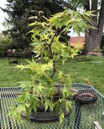IMG_2525.jpeg