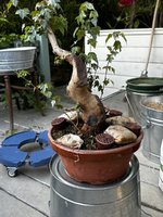 IMG_4998.jpeg IMG_4998.jpeg