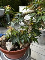 IMG_5008.jpeg