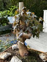 IMG_5024.jpeg