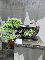 natarbbluespruce1.jpg natarbbluespruce1.jpg