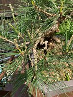 tree2.jpg