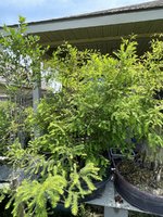 IMG_2287.jpeg