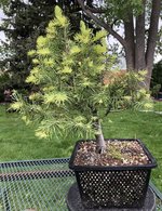 IMG_2565.jpeg IMG_2565.jpeg