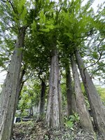 IMG_2308.jpeg