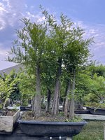 IMG_2307.jpeg