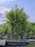 IMG_2304.jpeg
