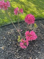IMG_0645.jpeg