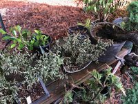 irrigation fail 3.jpg irrigation fail 3.jpg