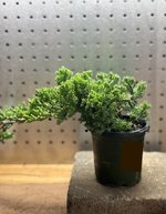 IMG_5944.jpeg