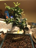 IMG_1089.jpeg
