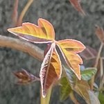 IMG_8561.jpeg IMG_8561.jpeg