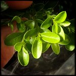 FullSizeRender.jpeg FullSizeRender.jpeg