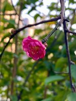 IMG_9721.jpeg