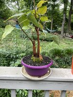 IMG_2727.jpeg