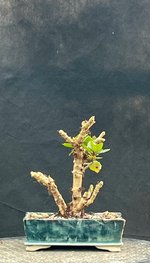 IMG_1505.jpeg