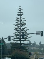 IMG_8896.jpeg