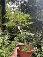 IMG_2765.jpeg
