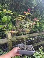 IMG_2764.jpeg