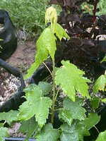 IMG_1795.jpeg
