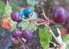 pberry2_oct15_2013.jpg