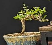May 18 Natal plum.jpg