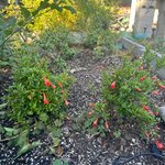 IMG_8834.jpeg