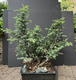 IMG_1643.jpeg IMG_1643.jpeg