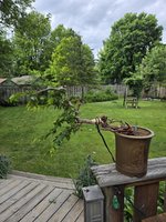 Big Hornbeam pruned and wired 6-9-24.jpg