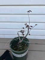 IMG_6306.jpeg