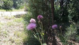IMG_20240616_135231_479.jpg