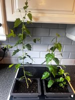 Bonsai 11.jpg
