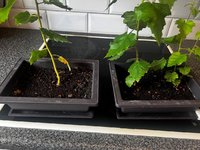 Bonsai 33.jpg