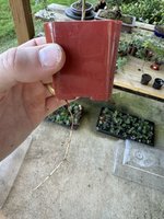 IMG_1816.jpeg