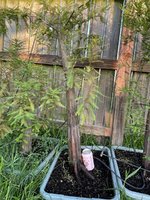 IMG_2747.jpeg IMG_2747.jpeg