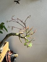 IMG_6773.jpeg
