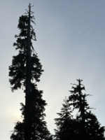 1719339011285.png