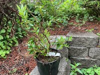 IMG_0253.jpeg